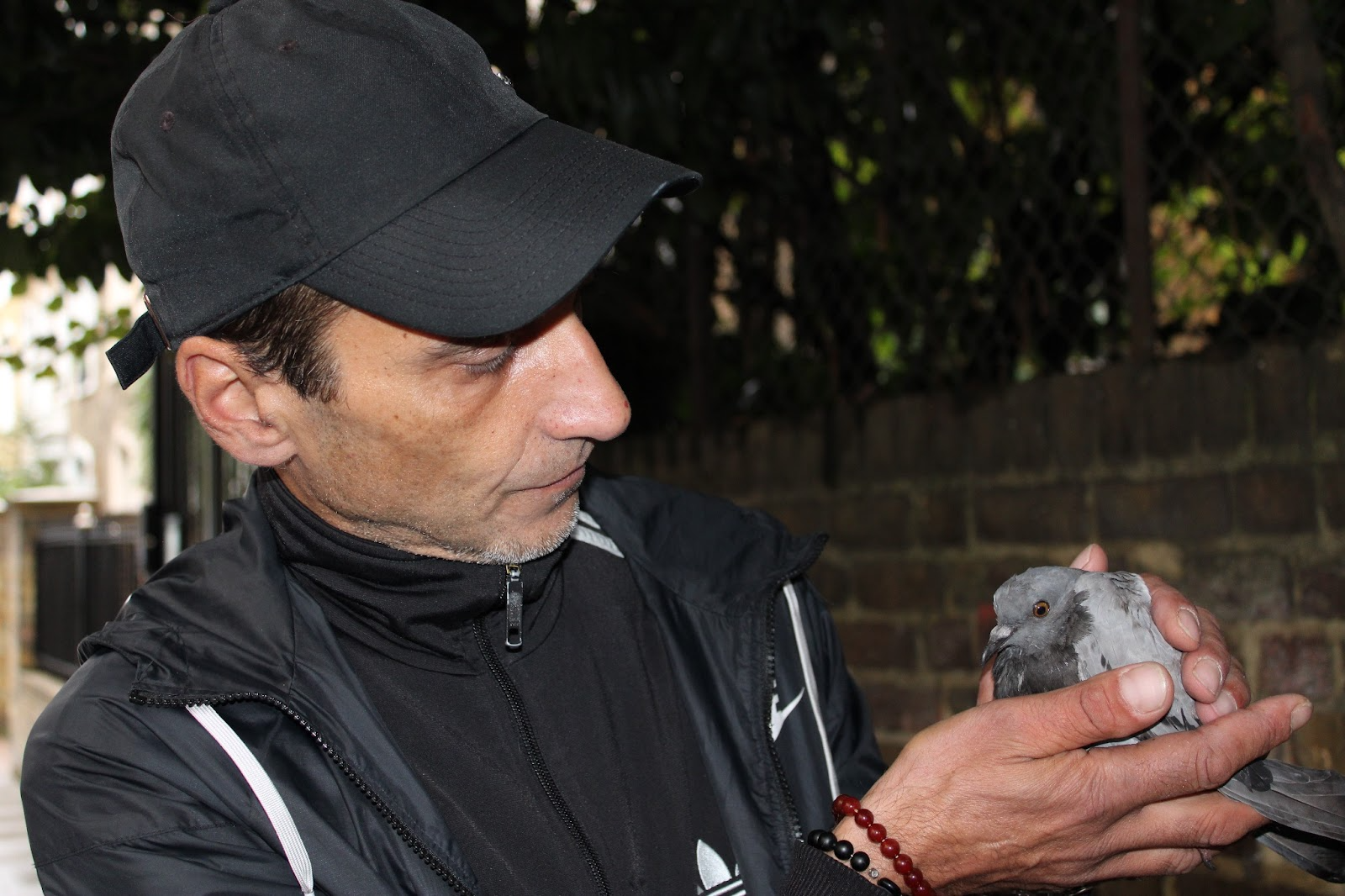‘He's like the Batman of pigeons’: On the road with London's bird rescuers