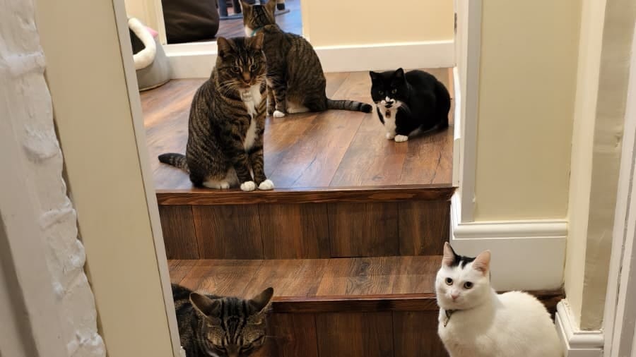 London's cat cafes are big business. So why do things seem less than purrfect?