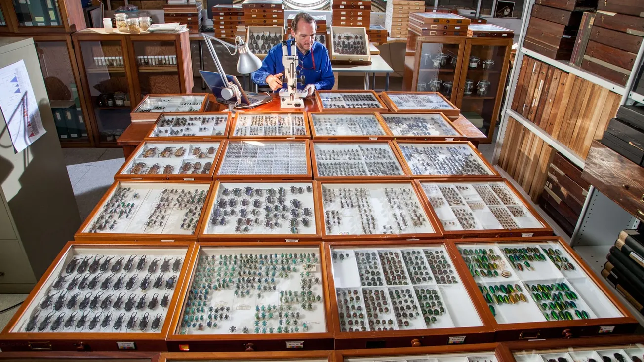 Beetlemania: the crack team responding to London’s insect invasion