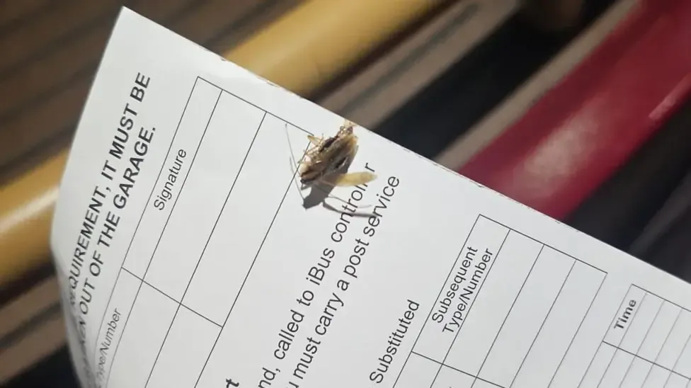 The capital's buses have a cockroach problem